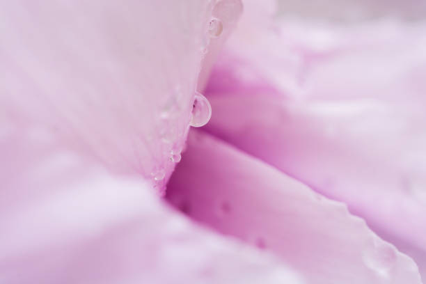 istock Pink petals and raindrops 845413984