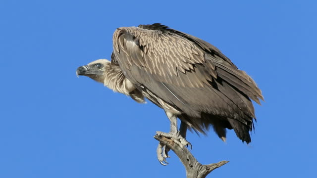 White-backed vulture on a branch