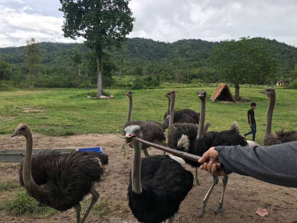 istock Ostrich in the zoo 845417458