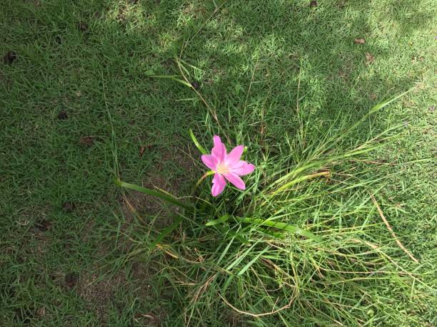istock Flower blooming in the garden 845422536