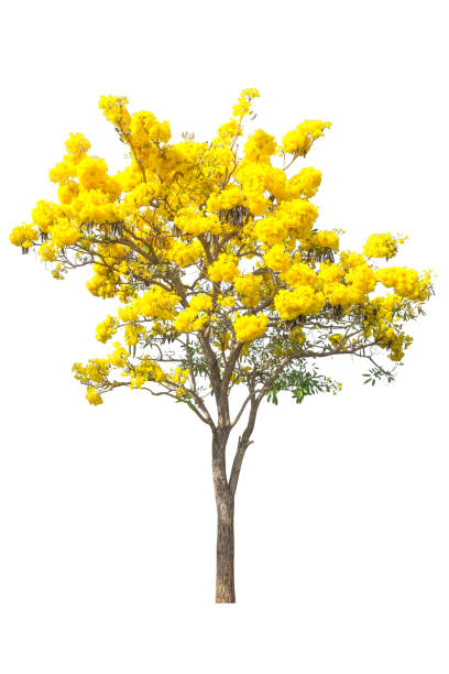 istock Flower yellow in Tree Isolated on white background, Object element for design. Clipping path 845423000