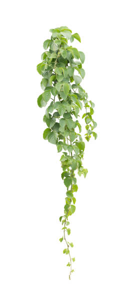 istock green leaves, vine plant climbing on white background, clipping path. 845423108