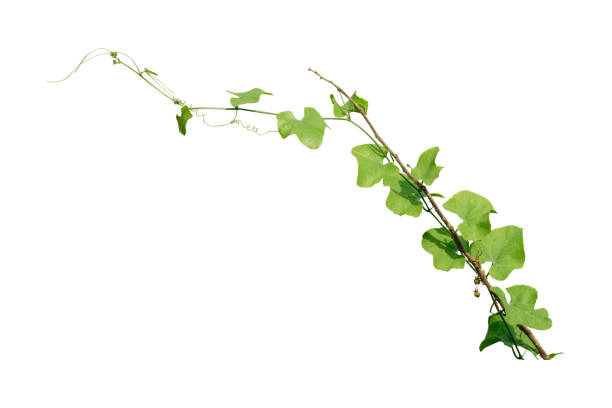 istock green leaves, vine plant climbing on white background, clipping path. 845423138