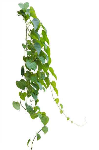 istock green leaves, vine plant climbing on white background, clipping path. 845423154