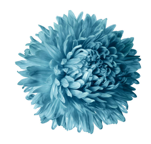 istock Light turquoise aster flower isolated on white background with clipping path.  Closeup no shadows.  Nature. 845431984