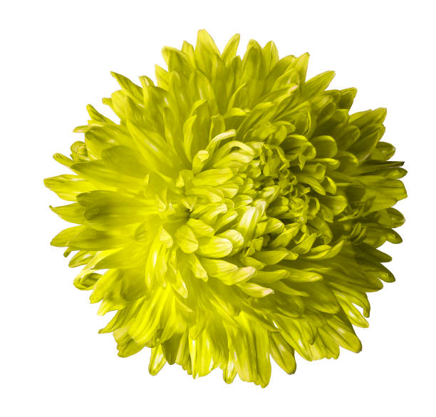 istock Yellow aster flower isolated on white background with clipping path.  Closeup no shadows.  Nature. 845432156