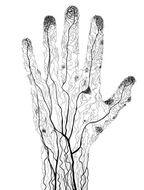 Hand drawn human hand blood vessels in silhouette Hand drawn human hand blood vessels in silhouette limb body part stock illustrations