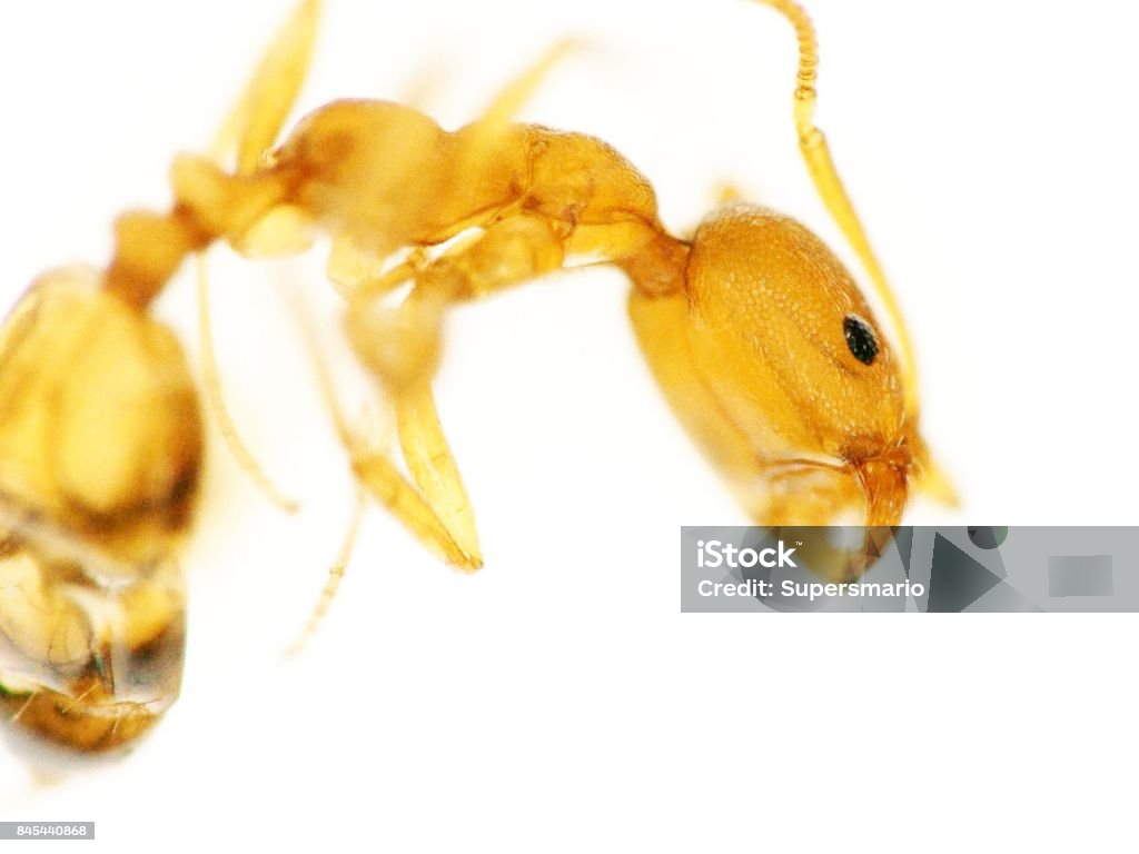 Hormiga - Foto de stock de Abdomen animal libre de derechos