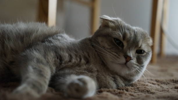 istock The Scottish fold in which which crab interest is shown? 845441458