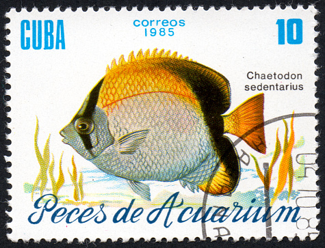 British Used Postage Stamp showing Perch Fish, circa 1982