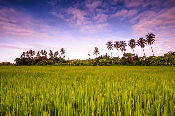 istock Landscape rice field of farmer and sky 845446768