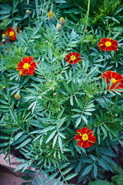 istock Tagetes marigold orange red blossom green plant bed 845447310