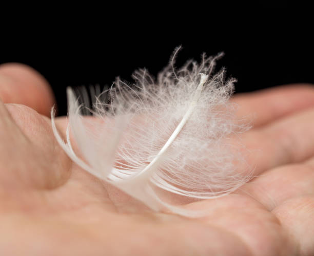 istock white feather in a hand on a black background. macro 845455466