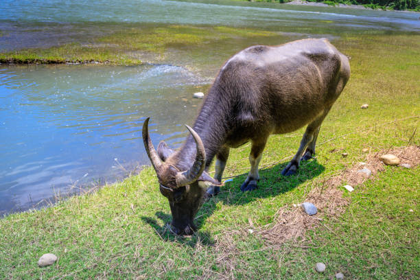 istock Philippines water buffalo(Carabao) in the river 845455900