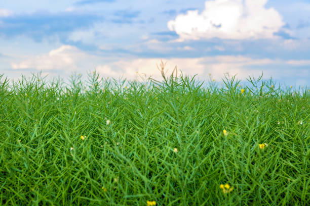 Crop of Canola