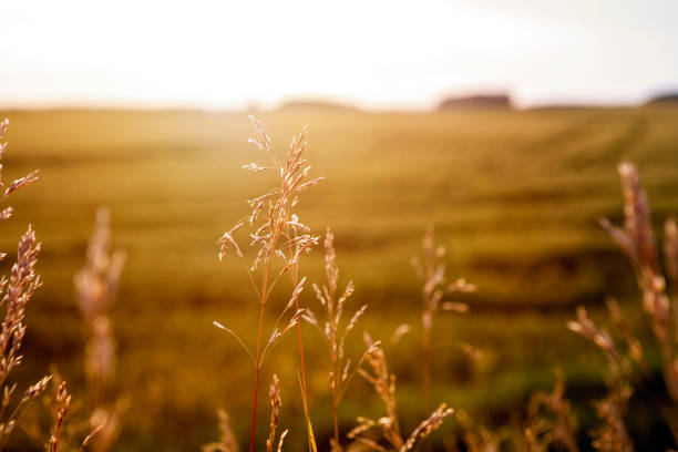 weizen feld bei sonnenuntergang - saskatchewan stock-fotos und bilder