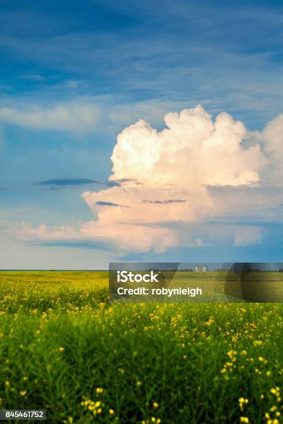 Thunderstorm Cloud Above A Canola Field Stock Photo - Download Image Now - Alberta, Landscape - Scenery, Prairie