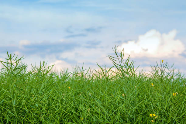 istock Crop of Canola 845461888