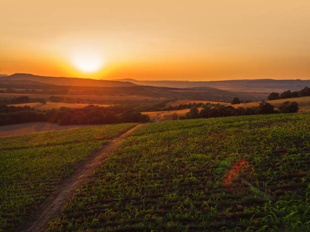 A Beautiful Sunset over vineyard in Europe.