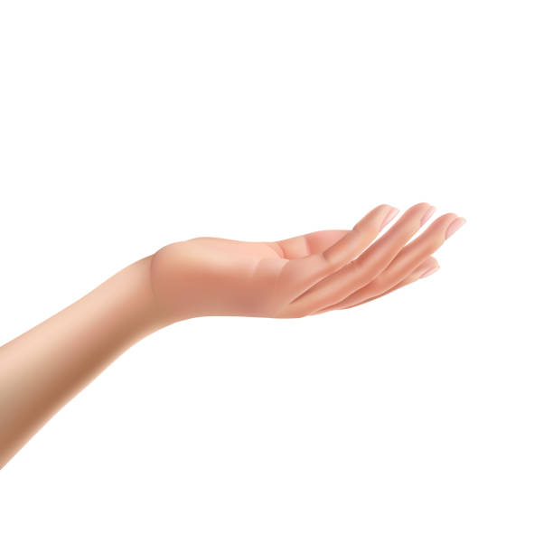 ilustraciones, imágenes clip art, dibujos animados e iconos de stock de llegó a palma hembra hasta vector realista aislado - open-hand-front-view