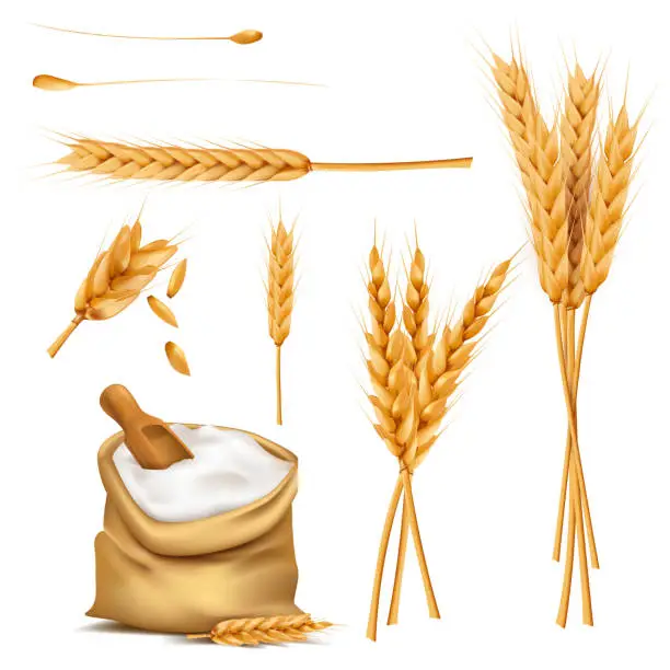 Vector illustration of Wheat ears, grains and flour in sack vector set