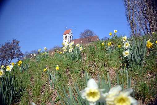 Easter bells (daffodils) in front of the town church of St. Blasius in Plochingen (Baden-Württemberg)