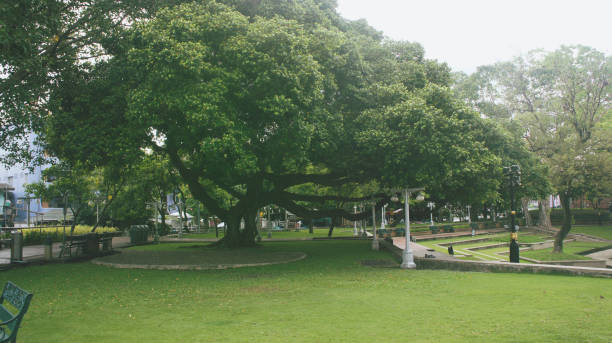 istock Big tree in public park with green grass field and perspective to copy space for multipurpose and design nature background. 845465208
