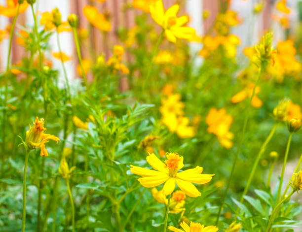 istock Yellow flowers in nature at beautiful 845465324