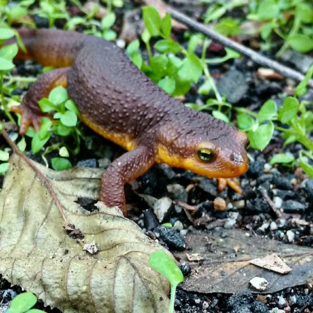 istock California Newt 845470572