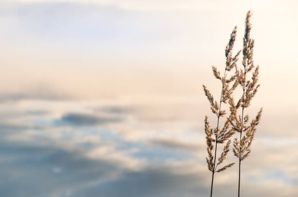 Close-up from two reeds and nice reflection from the sky