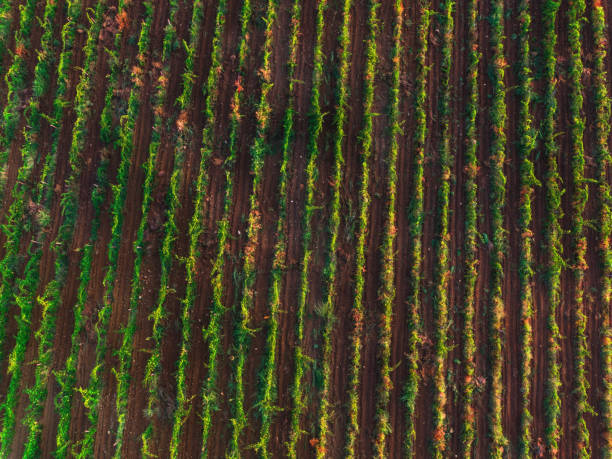istock Aerial view over vineyard in Europe. 845476572
