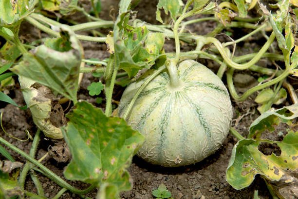a little organic melon in the garden