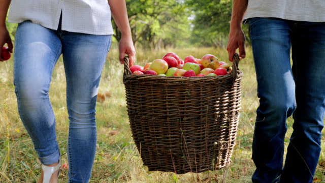 Farmers carry a full basket of apples. Closeup