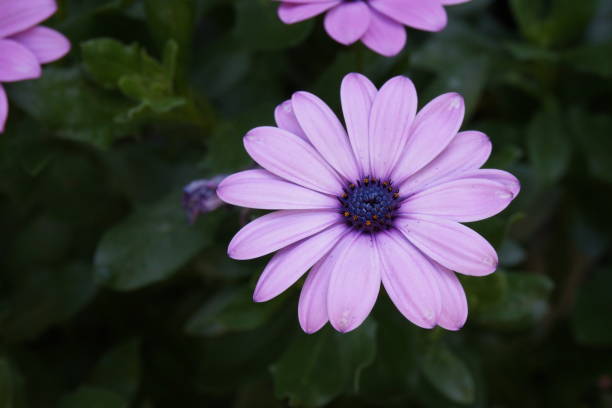 istock gerbera pink purple flower 845482498