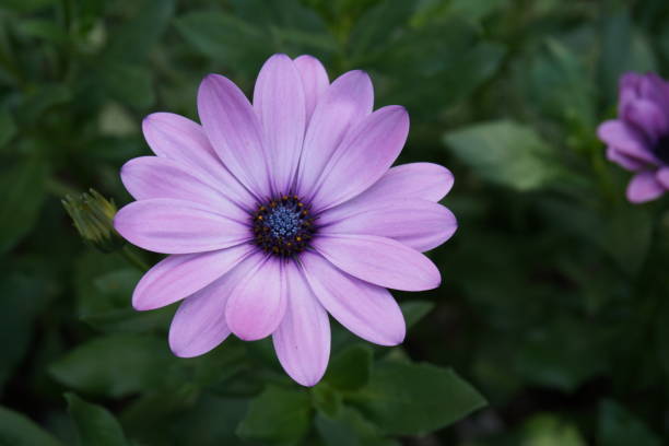 istock gerbera pink purple flower 845482982