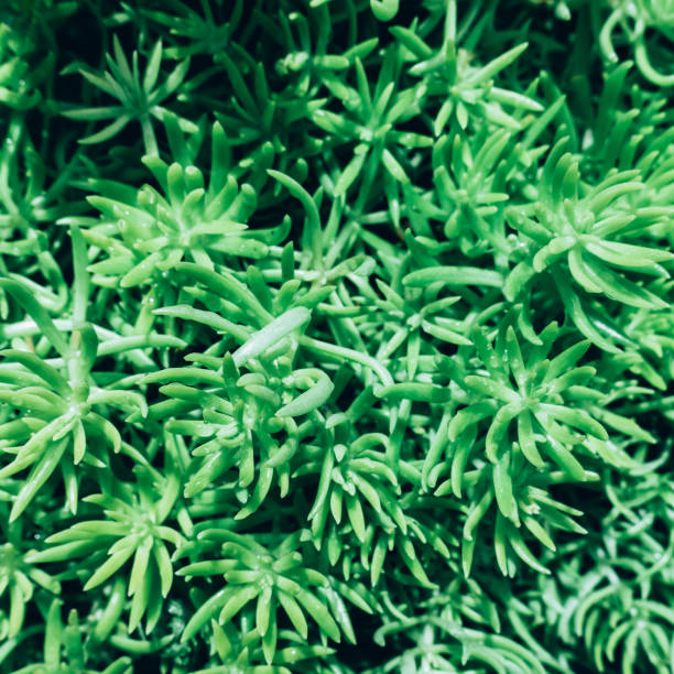 istock Creative layout made of green leaves. Flat lay. Nature concept 845486224