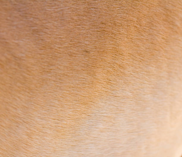 istock background of wool horse 845490074