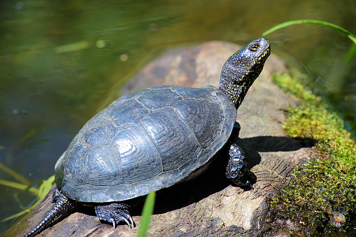 Emys orbicularis European pond turtle on bog