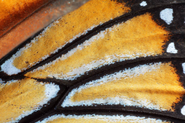 istock extreme macro of butterfly wing texture 845494646