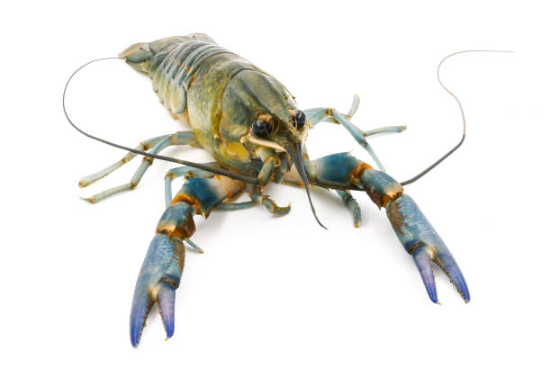 istock Crayfish or Freshwater lobster on a white background. 845497842