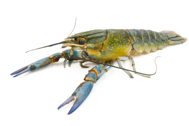 istock Crayfish or Freshwater lobster on a white background. 845497862
