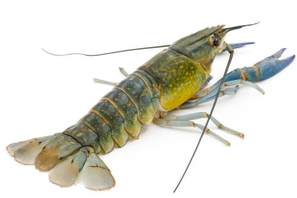 istock Crayfish or Freshwater lobster on a white background. 845497864