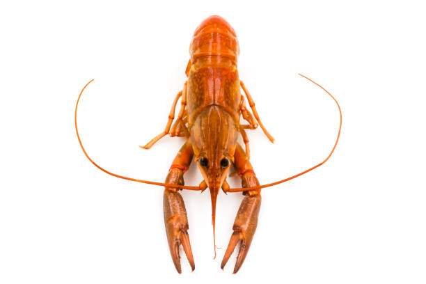 istock Boiled Crayfish or Freshwater lobster on a white background. 845497934