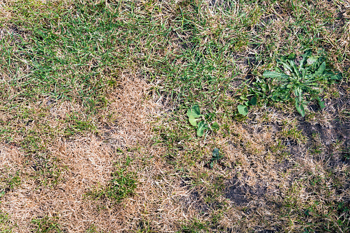 Grass texture from an overhead view with bald and dry patches with weeds