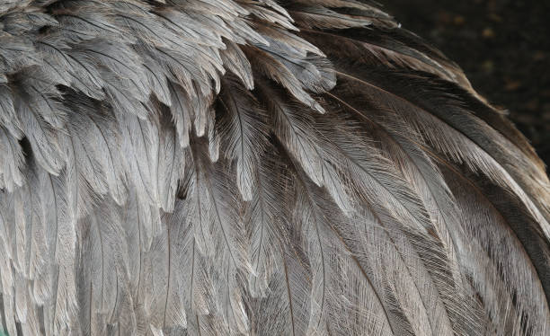 istock feathers of a rhea 845502626