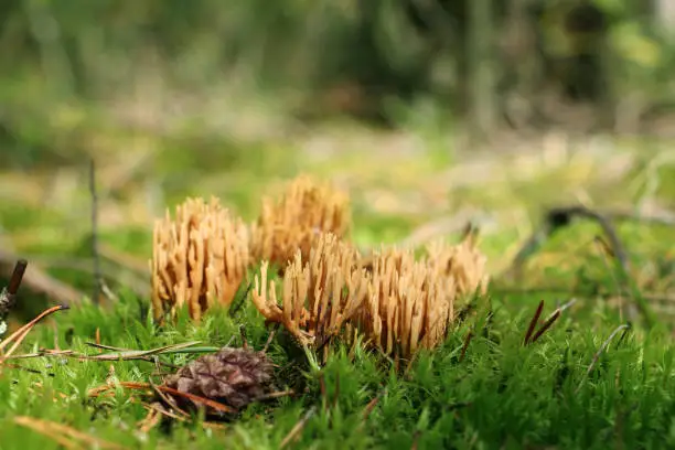 Mushroom Ramaria flava growing in wood. Beautiful little fresh healthy edible plants