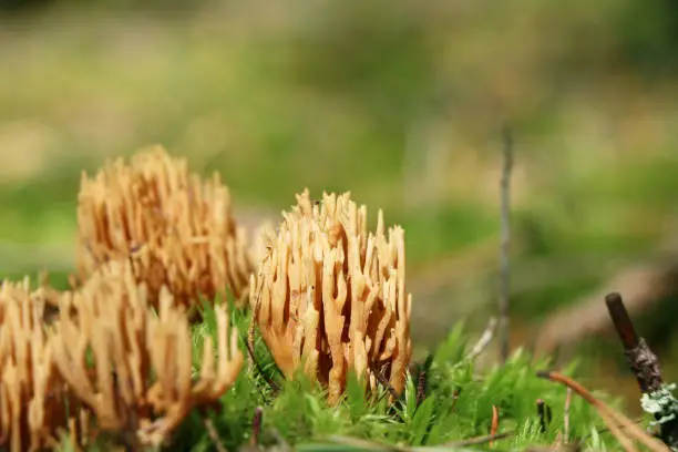 Mushroom Ramaria flava close-up growing in wood moss. Beautiful little fresh healthy edible plants