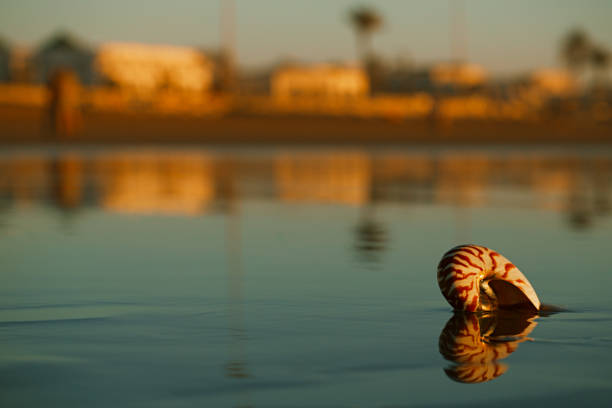 istock seashell nautilus on Agadir beach under sunset light 845505630