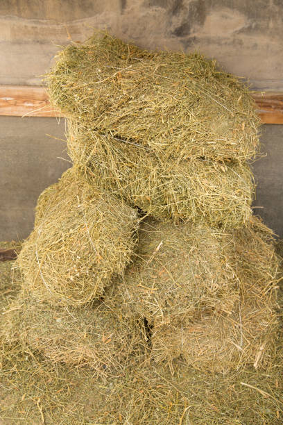 istock background of hay 845506088