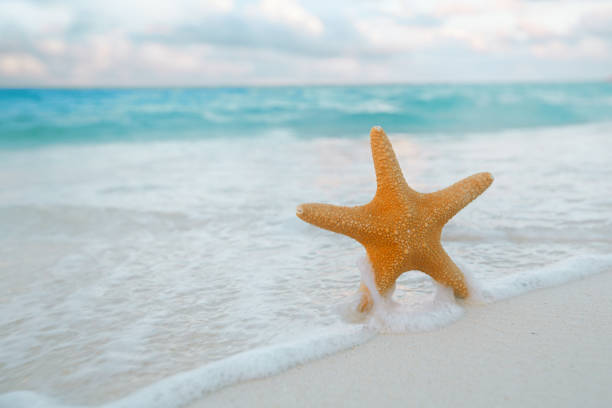 istock red  starfish  in sea wave with sky and seascape 845509284